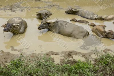 Water buffalo in the mud, Laos