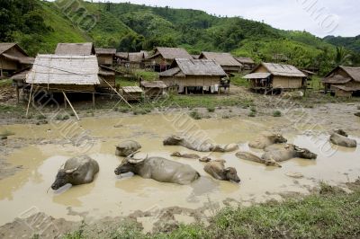 Water buffalo in front of Hmong village, Laos