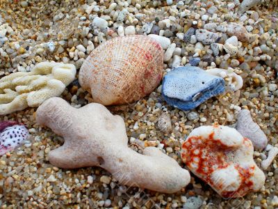 Coral Beach Thailand Coral Beach Thailand