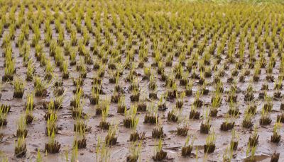 Rice culture field