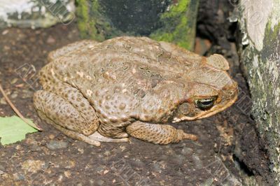 giant toad