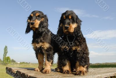 two puppies purebred english cockers