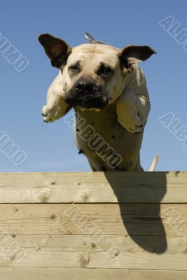 jumping dogo canario