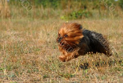 running yorkshire terrier