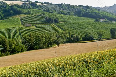 Landscape in the Marche region