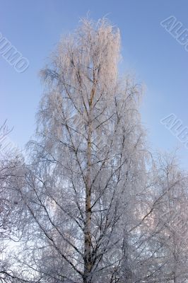 The white birch
