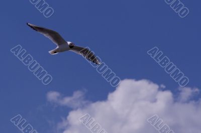seagull in the sky with clouds
