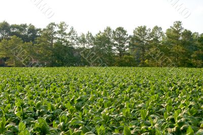 Tobacco Field