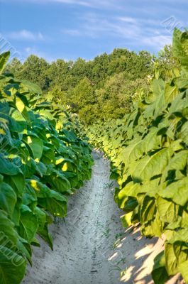 Tobacco Field