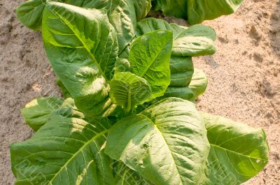 Tobacco Plant