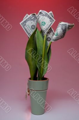 Money Flower