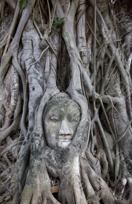 Buddha statue with roots surround, Thailand