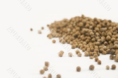 Coriander Coriander