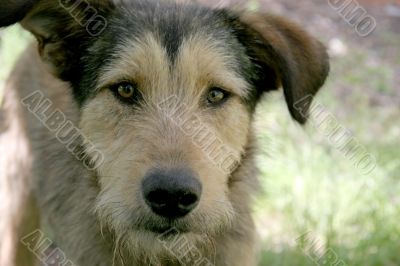 mongrel mongrel