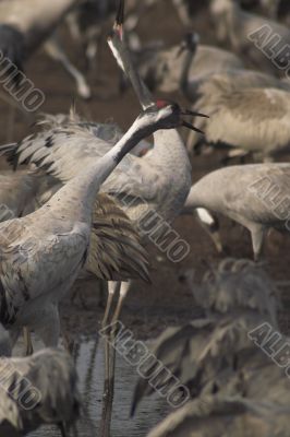 Migrate of birds