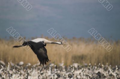 Migrate of birds