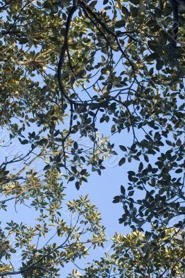 fig tree canopy