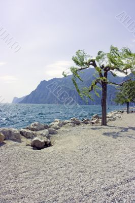 Tree on rocky beach Tree on rocky beach