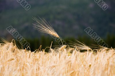wheat ear wheat ear