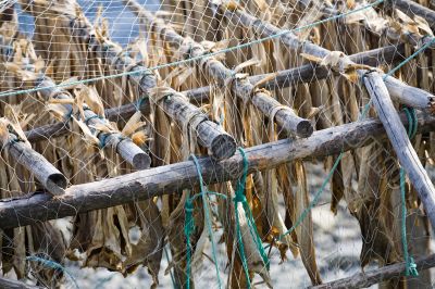dry fish dry fish