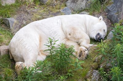 white polar bear white polar bear