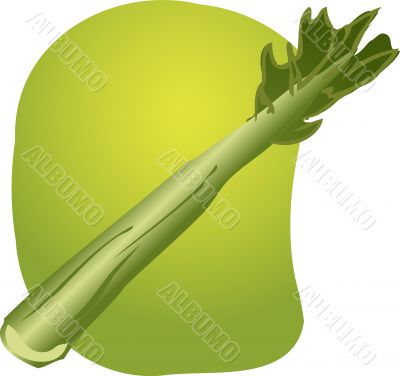 Celery illustration Celery illustration