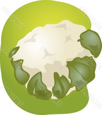 Cauliflower illustration