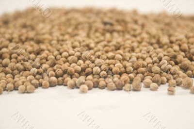 Coriander