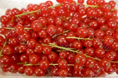 Redcurrant