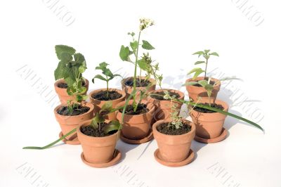 Various herbs in pots