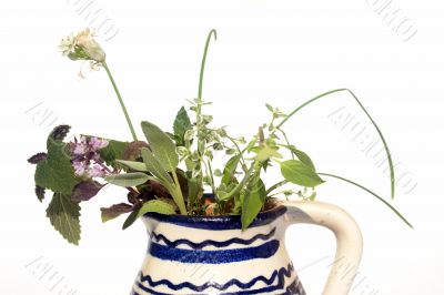 Fresh herbs in vase