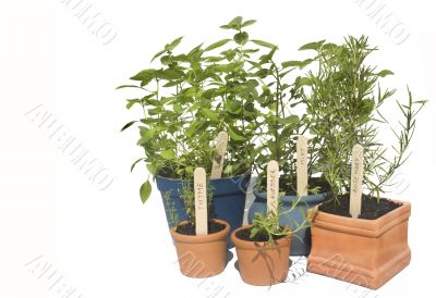 Potted herbs