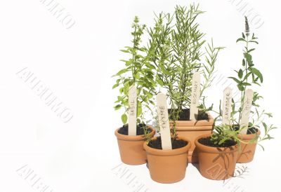 Potted herbs