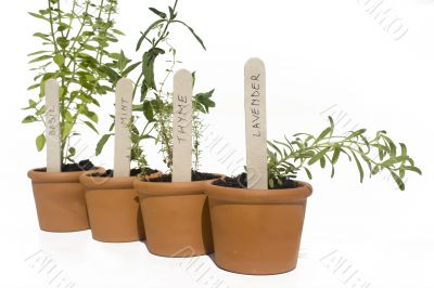 Potted herbs