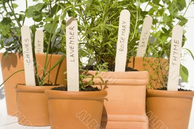 Potted herbs