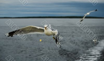 Hungry Gulls