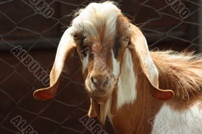 Lop-eared goat Lop-eared goat