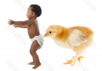 Baby running scared by a huge chicken