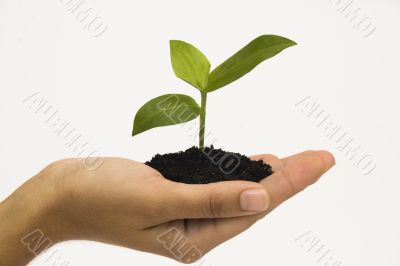Hand holding seedling