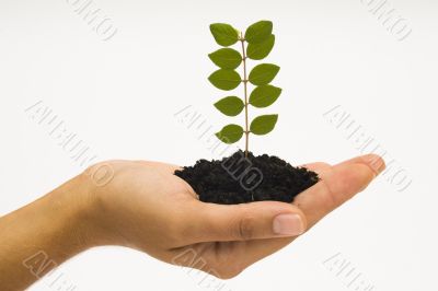 Hand holding seedling