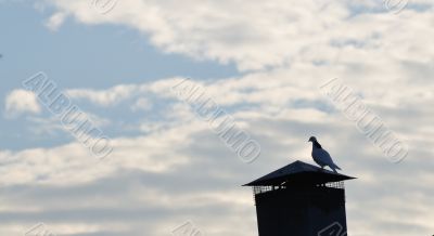 Lonely pigeon Lonely pigeon