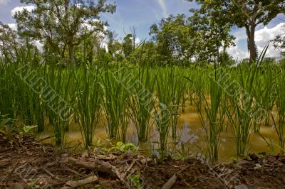 Rice field in Asia,