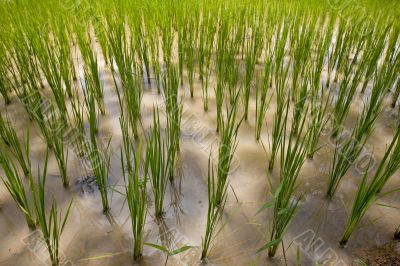 Rice field in Asia,