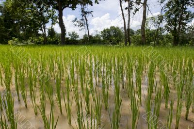 Rice field in Asia,
