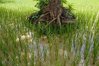 Rice field in Asia,