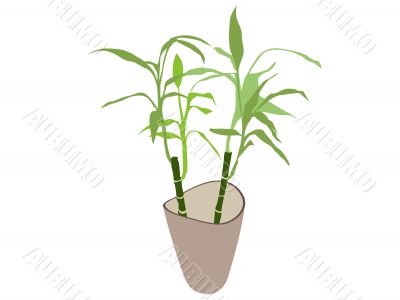 bamboo plant in pot