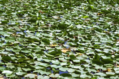 Nice wallpaper of a lake with the water lilies