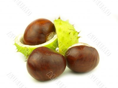 chestnut very close