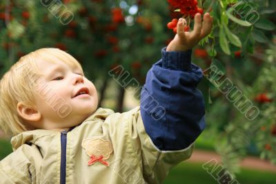 Child tears red berries