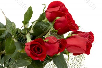Red roses